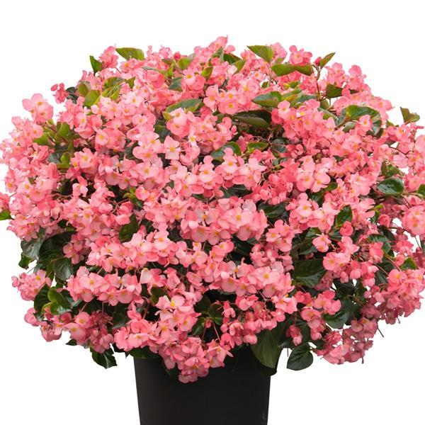 Whopper<sup>®</sup> Pink With Green Leaf Container