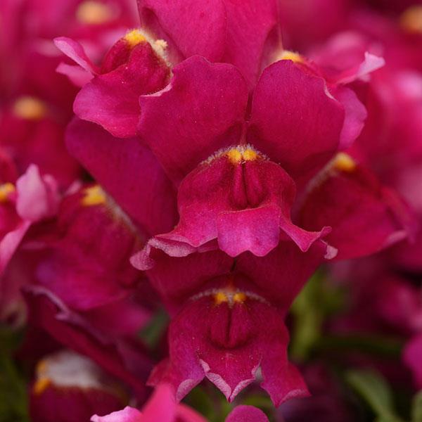 Snapshot™ Burgundy Bloom