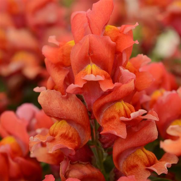 Snapshot™ Orange Bloom