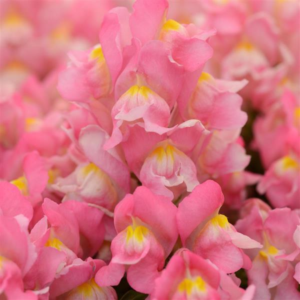 Snapshot™ Pink Bloom