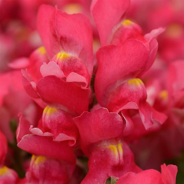 Snapshot™ Rose Bloom