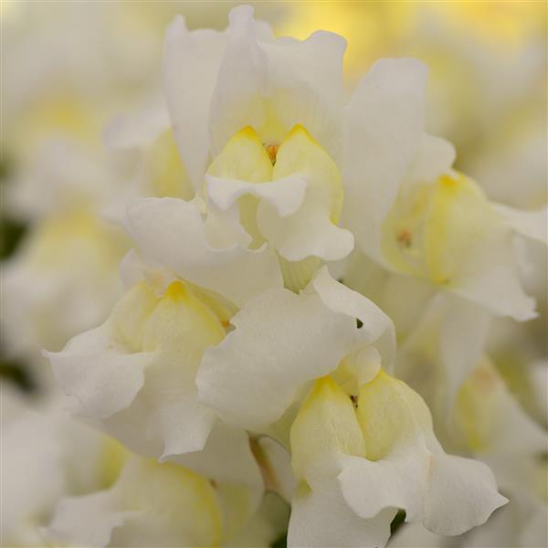 Snapshot™ White Bloom