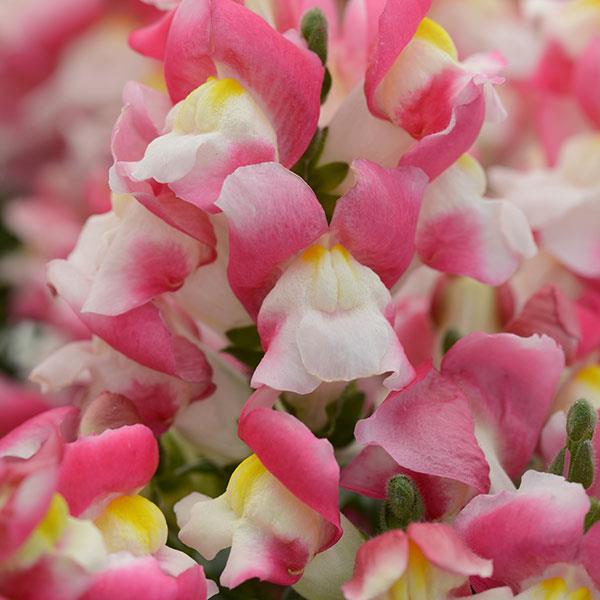Snapshot™ Coral Bicolor Bloom
