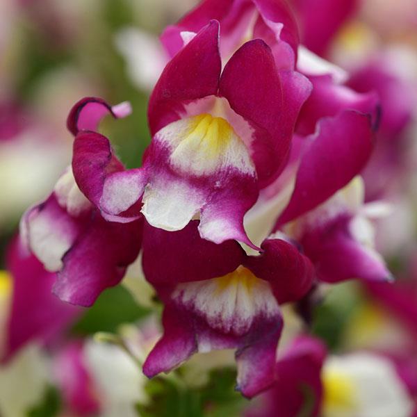Snapshot™ Burgundy Bicolor Bloom