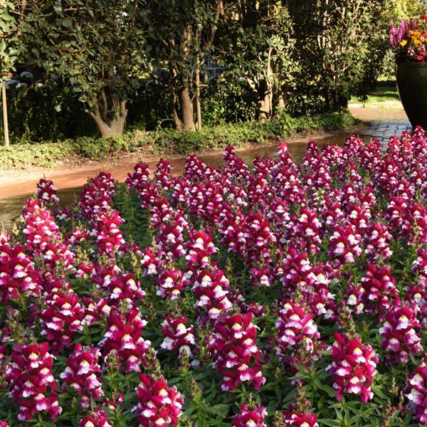 Snapshot™ Burgundy Bicolor Landscape
