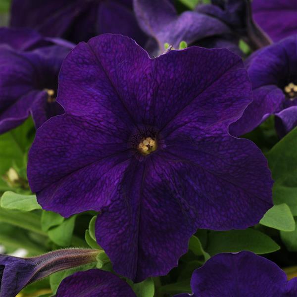 Pretty Grand Midnight Bloom
