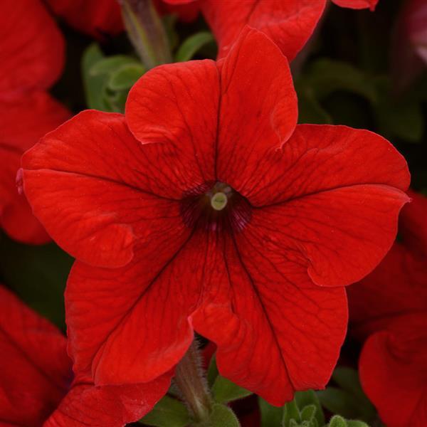 Pretty Grand Red Bloom