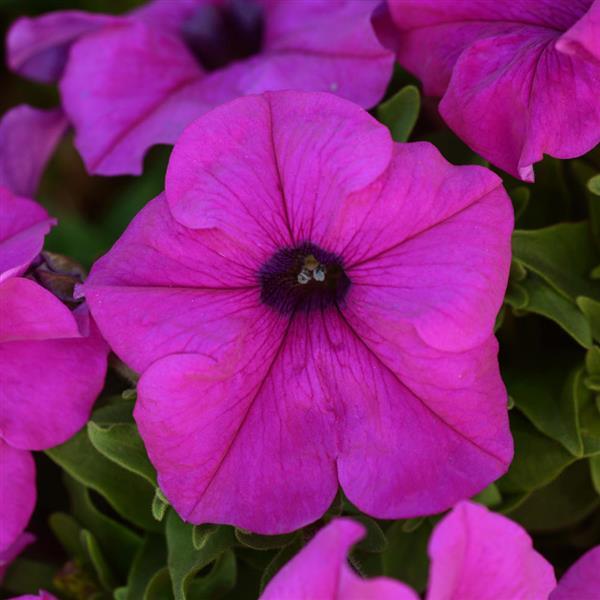 Pretty Grand Violet Bloom