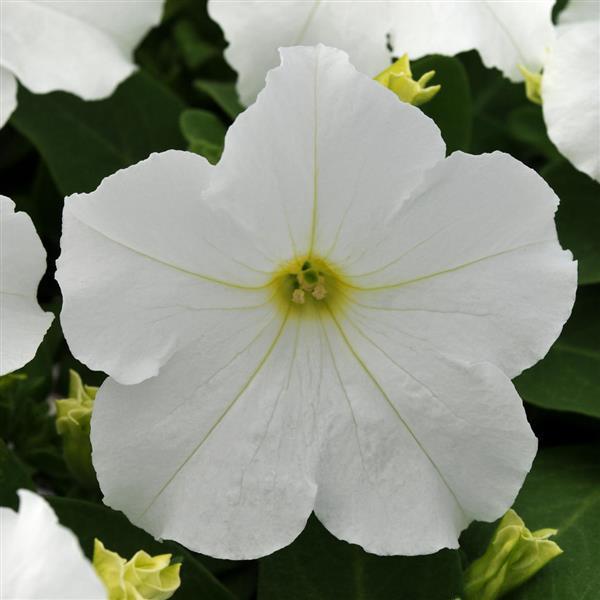 Pretty Grand White Bloom