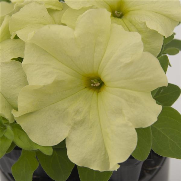 Pretty Grand Mello Yellow Bloom