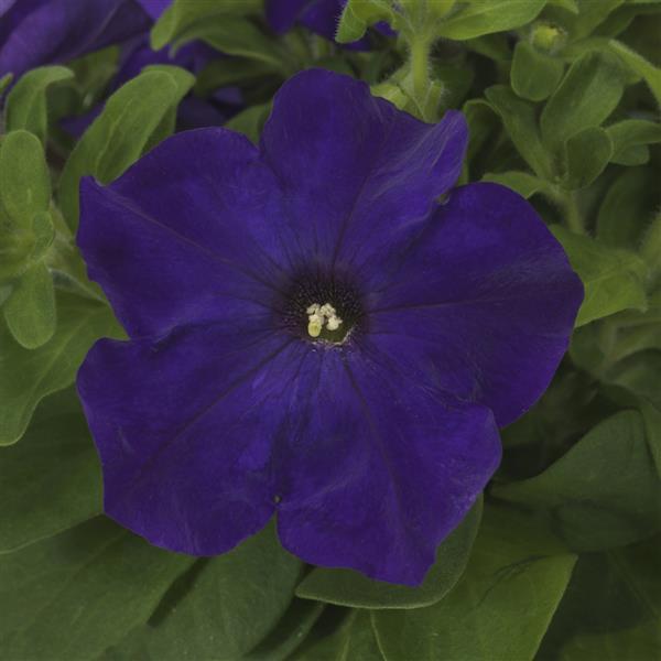 Pretty Grand True Blue Bloom