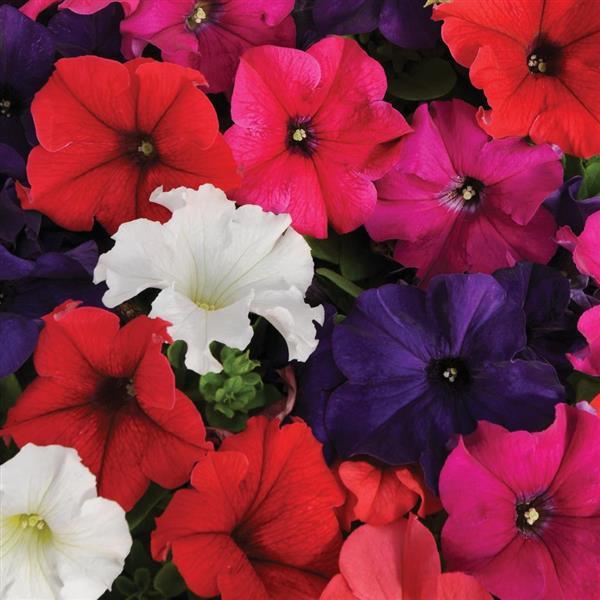 Pretty Grand Mixture Bloom