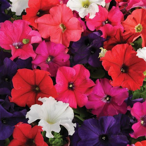 Pretty Grand Formula Mixture Bloom