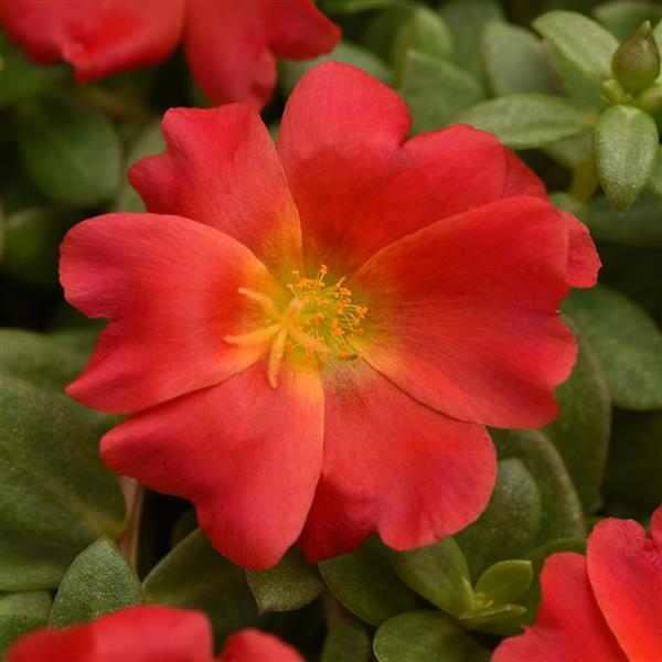 RíoGrande™ Red Bloom