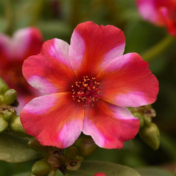 RíoGrande™ Frosted Strawberry Bloom