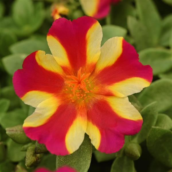 RíoGrande™ Raspberry Lemonade Bloom