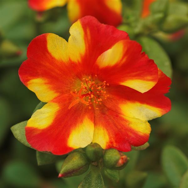 RíoGrande™ Citrus Crush Bloom
