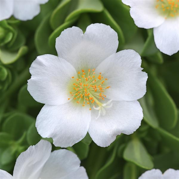 RíoGrande™ White 26 Bloom