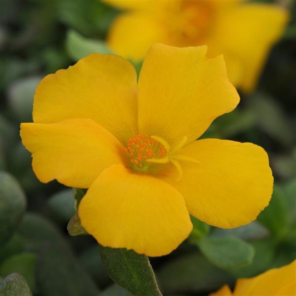 RíoGrande™ Yellow 26 Bloom