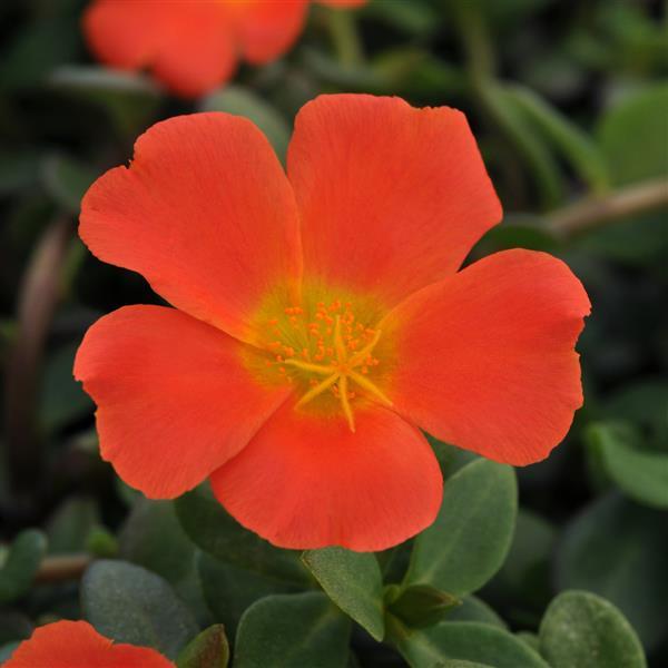 RíoGrande™ Orange 26 Bloom