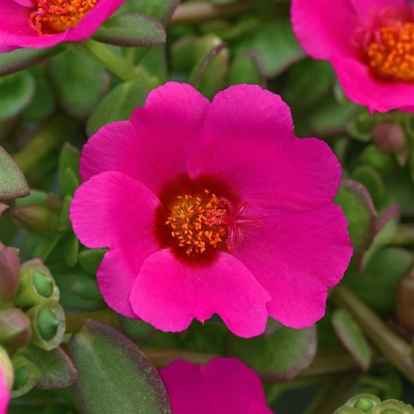 RíoGrande™ Magenta 26 Bloom