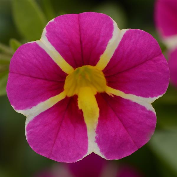 MiniFamous<sup>®</sup> Uno Pink Star Bloom