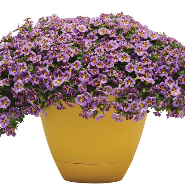MiniFamous<sup>®</sup> Uno Violet Star Container