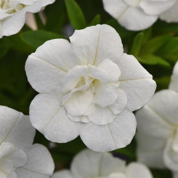 MiniFamous<sup>®</sup> Uno Double White Bloom