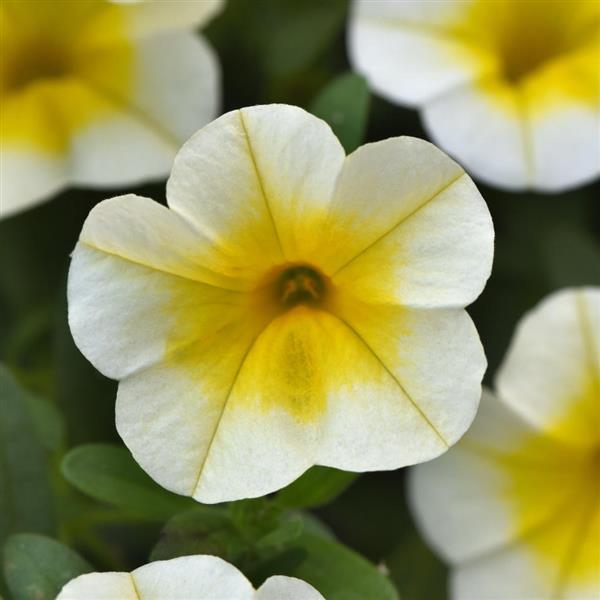 MiniFamous<sup>®</sup> Uno White Gold Bloom