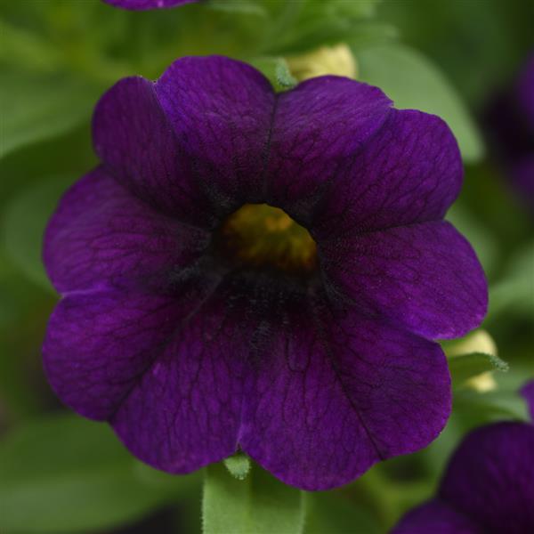 MiniFamous<sup>®</sup> Uno Dark Blue Bloom