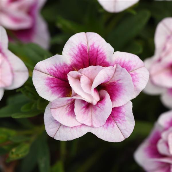 MiniFamous<sup>®</sup> Uno Double PinkTastic Bloom