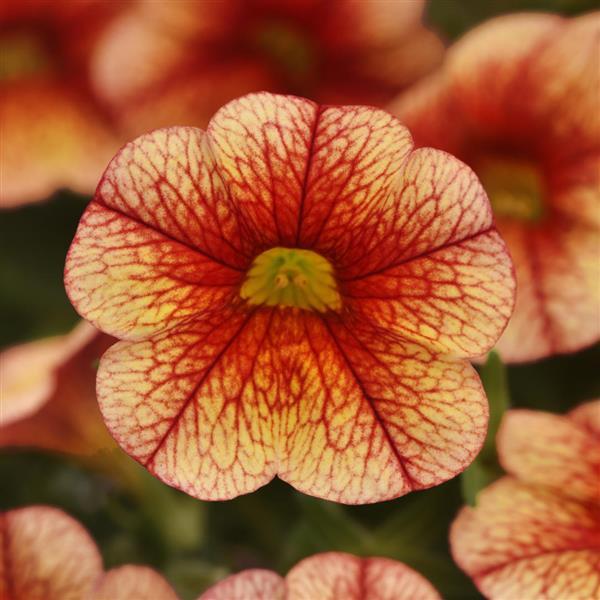 MiniFamous<sup>®</sup> Uno Orange+Red Vein Bloom