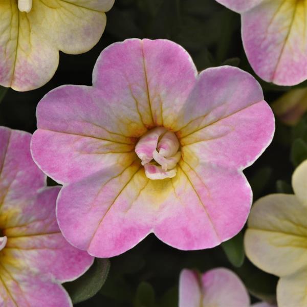 MiniFamous<sup>®</sup> Uno Pink Radiance Bloom