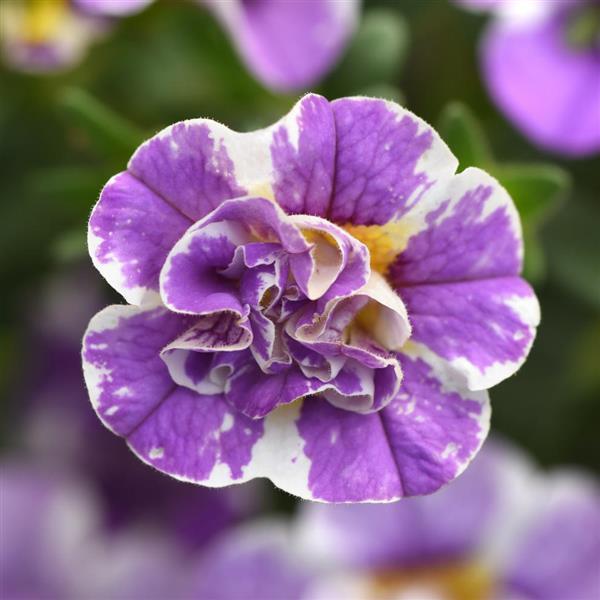 MiniFamous<sup>®</sup> Uno Funtopia Blue Bloom
