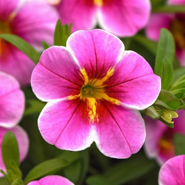 MiniFamous<sup>®</sup> Uno Pink Starfruit Bloom