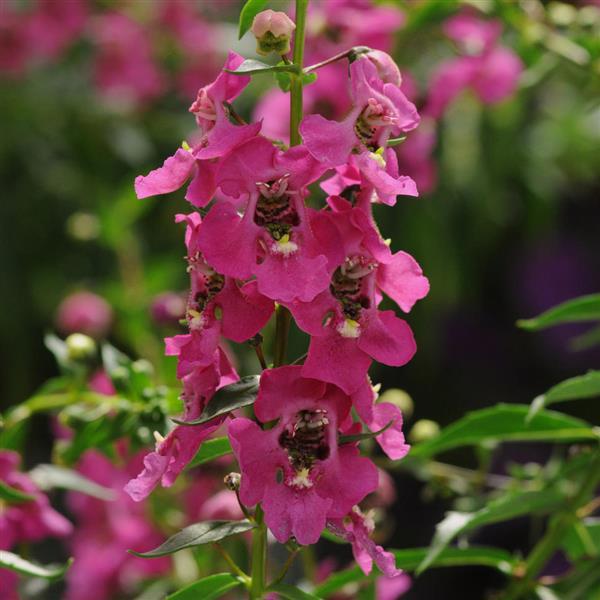 Archangel™ Raspberry Bloom