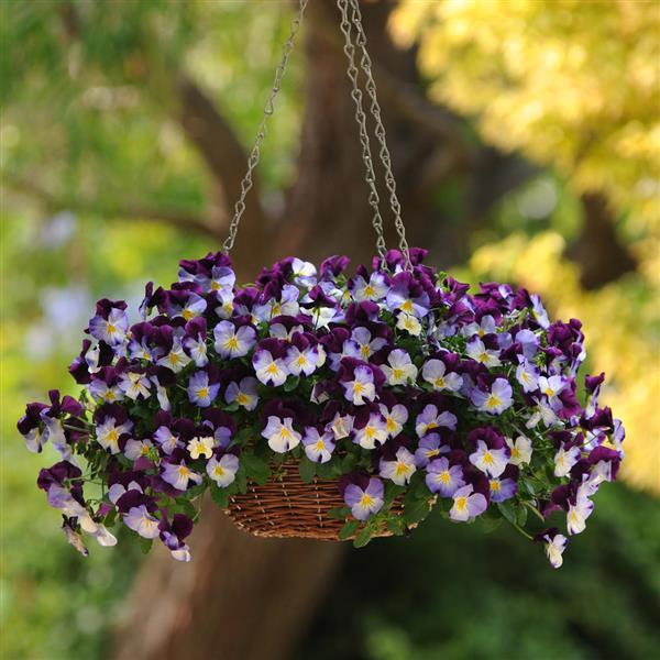 Cool Wave<sup>®</sup> Violet Wing Basket