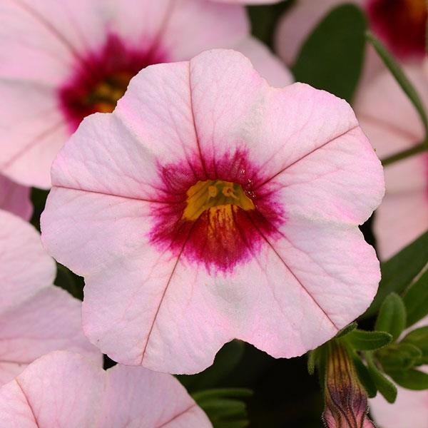 MiniFamous<sup>®</sup> Neo Salmon Pink+Eye Bloom