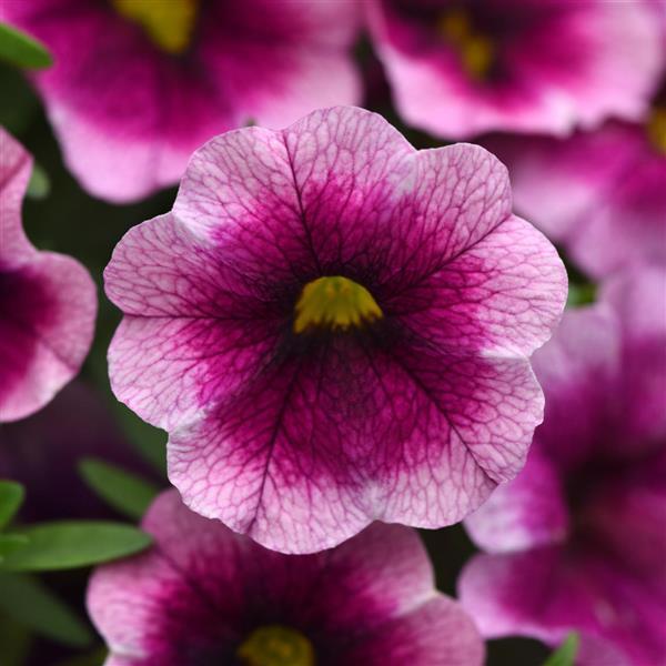 MiniFamous<sup>®</sup> Neo Rose Flash Bloom