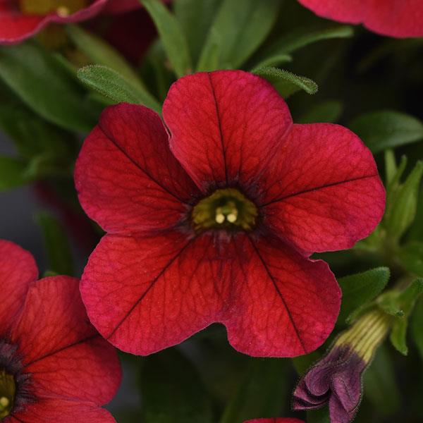 MiniFamous<sup>®</sup> Uno Red Bloom