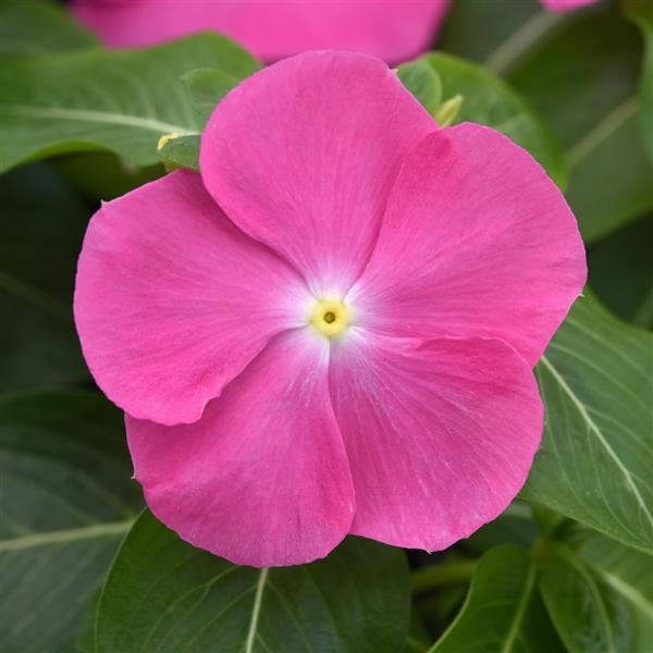 Pacifica XP Pink Bloom