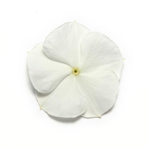 Pacifica XP White Bloom