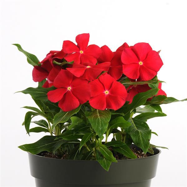 Pacifica XP Really Red Container