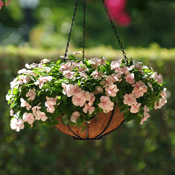 パンチ　白蓮花錦 13 + ラブハート錦 Mediterranean XP Peach Vinca