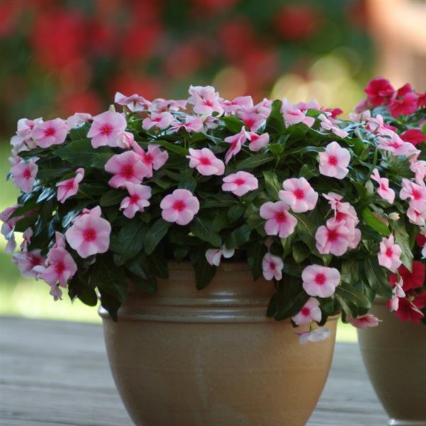 Mediterranean XP Strawberry Vinca