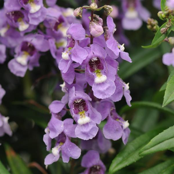Serenita<sup>®</sup> Sky Blue Bloom