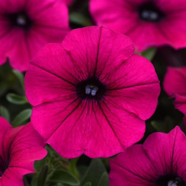 Shock Wave<sup>®</sup> Deep Purple Improved Bloom