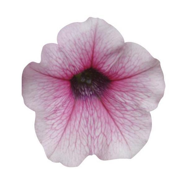Shock Wave<sup>®</sup> Pink Vein Bloom