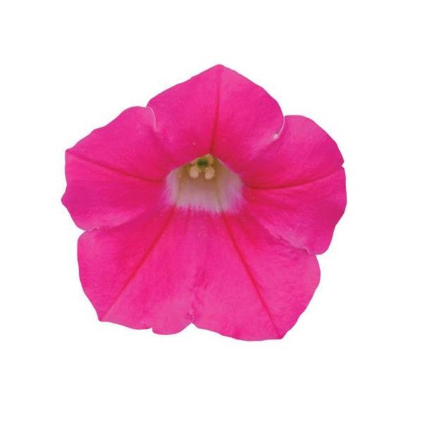 Shock Wave<sup>®</sup> Rose Bloom