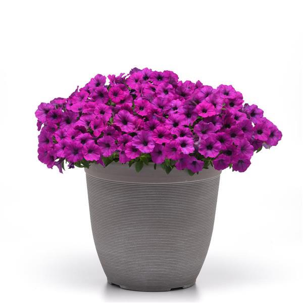 Shock Wave<sup>®</sup> Violet Container